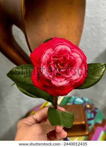 Ombré pinks camellia flower winter roses in Florida
