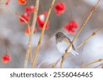 Pink-sided dark-eyed junco (Junco hyemalis) in winter