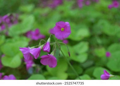 Pink-sorrel, Oxalis, Pink Oxalis, Woods Sorrel; pink flowers - Powered by Shutterstock