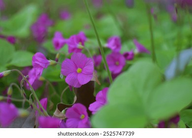 Pink-sorrel, Oxalis, Pink Oxalis, Woods Sorrel; pink flowers - Powered by Shutterstock