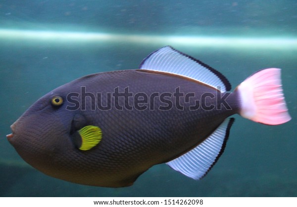 Pinktailed Brown Trigger Melichthys Melichthys Vidua 库存照片 立即编辑