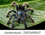 The Pinktoe tarantula (Avicularia avicularia)
