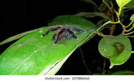 Pinktoe Tarantula (avicularia Avicularia)