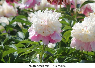 Pink-white Double Flower Of Paeonia Lactiflora (cultivar Cora Stubbs) Close-up. Flowering Peony In Garden