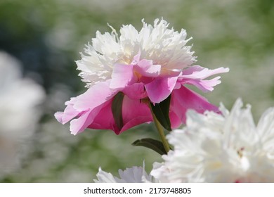 Pink-white Double Flower Of Paeonia Lactiflora (cultivar Cora Stubbs) Close-up. Flowering Peony In Garden