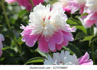 Pink-white Double Flower Of Paeonia Lactiflora (cultivar Cora Stubbs) Close-up. Flowering Peony In Garden