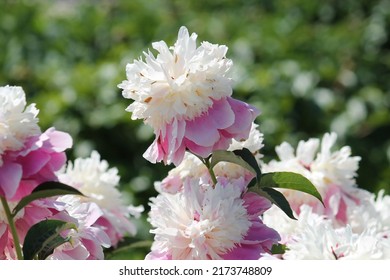 Pink-white Double Flower Of Paeonia Lactiflora (cultivar Cora Stubbs) Close-up. Flowering Peony In Garden