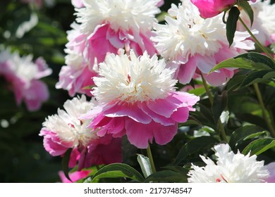 Pink-white Double Flowers Of Paeonia Lactiflora (cultivar Cora Stubbs). Flowering Peony In Garden