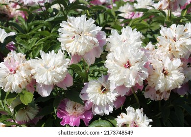 Pink-white Double Flowers Of Paeonia Lactiflora (cultivar Cora Stubbs). Flowering Peony In Garden