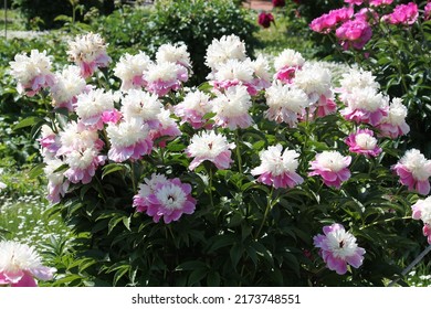 Pink-white Double Flowers Of Paeonia Lactiflora (cultivar Cora Stubbs). Flowering Peony In Garden