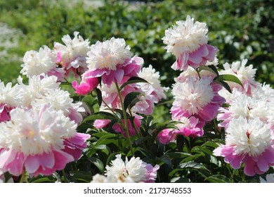 Pink-white Double Flowers Of Paeonia Lactiflora (cultivar Cora Stubbs). Flowering Peony In Garden