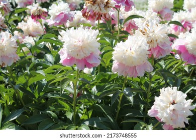 Pink-white Double Flowers Of Paeonia Lactiflora (cultivar Cora Stubbs). Flowering Peony In Garden