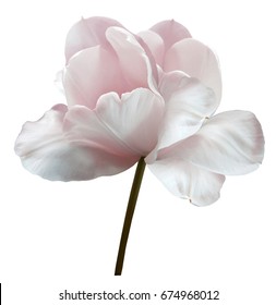 Pink-white flower tulip on a white isolated background with clipping path. Close-up.  no shadows. Shot of White Colored. Nature. 
