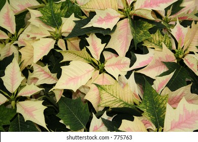 Pink/white Poinsettia