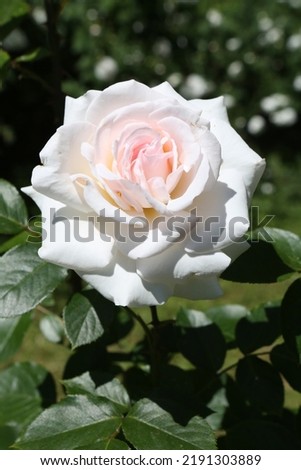 Pink-white roses (grade Swan Lake (Schwanensee), S. D. McGredy IV, 1968) in Moscow garden. Buds, inflorescence of flower. Summer nature. Postcard with rose. Roses blooming. Flowers, blossom, bloom