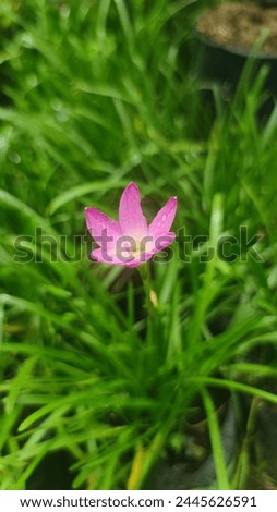 pinky flowers in green garden