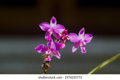 Pinky Philippine Ground Orchid In The Garden