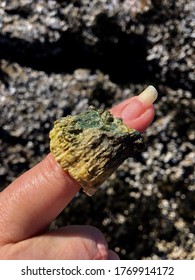 Pinky Ring - Beach Combing Barnacle Ring In Green And Yellow Tones