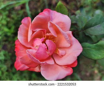 Pinky Rose My Favorite Flower . #garden Girls Hostel Iiui Islamabad Pakistan