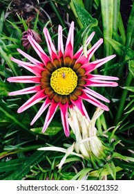 Pink&yellow