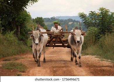 506 Burmese Buffalo Images, Stock Photos & Vectors 