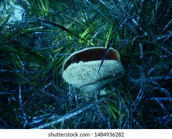 Pinna Nobilis Pen Shell In Depths Of Adriatic Sea On A Floor Of Mediterranean Tapeweed