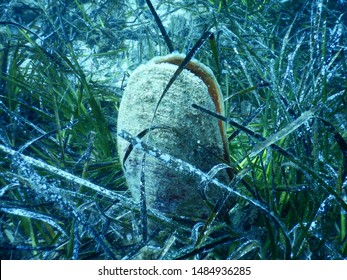 Pinna Nobilis Pen Shell In Depths Of Adriatic Sea On A Floor Of Mediterranean Tapeweed