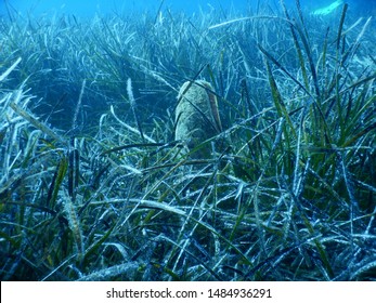 Pinna Nobilis Pen Shell In Depths Of Adriatic Sea On A Floor Of Mediterranean Tapeweed