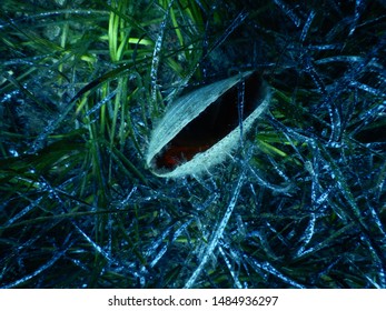 Pinna Nobilis Pen Shell In Depths Of Adriatic Sea On A Floor Of Mediterranean Tapeweed