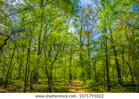 Similar – Wald im Frühling Erholung