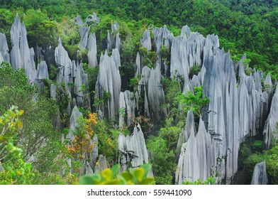 Pinnacle Mulu, Mulu National Park, Sarawak, East Malaysia