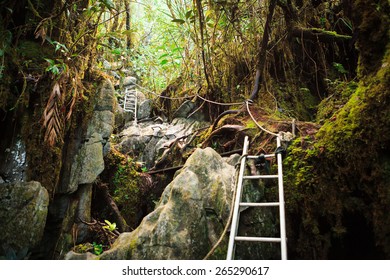 Pinnacles Trek In Gunung Mulu National Park