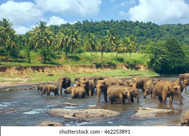 Pinnawala Elephant Orphanage. Many elephants bathing in the river. Sri Lanka beautiful landscape of the jungle and of elephants in the river. View of the jungle with palm trees and blue sky.