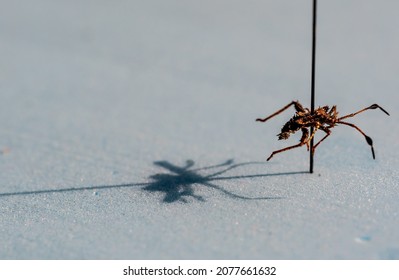 Pinned Macro Of A Squash Bug Nymph In An Insect Entomology Collection