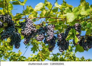 Pinot Grigio Grape Variety. Pinot Grigio Is A White Wine Grape Variety That Is Made From Grapes With Grayish, White Red, And Or Purple Skins. Trentino Alto Adige, Italy.