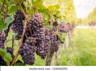 Rebsorte Pinot Grigio. Pinot Grigio ist eine weiße Weinsorte, die aus Trauben mit grauem, weißem Rot und violettem Fell hergestellt wird. Trentino Alto Adige, Italien. Guyot Vine Training System