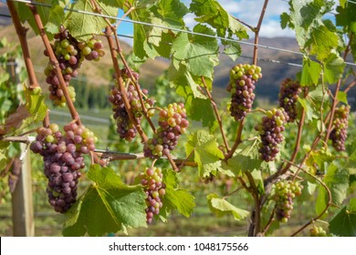 Pinot Gris, Central Otago, New Zealand