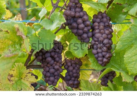 Pinot Gris grape clusters in Alsace