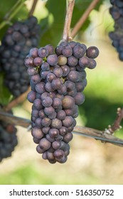 Pinot Gris Grape Is Ready To Harvest In The Vineyard