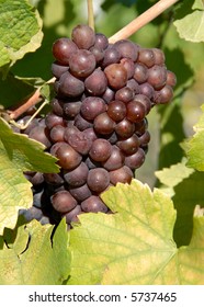 Pinot Gris Grapes