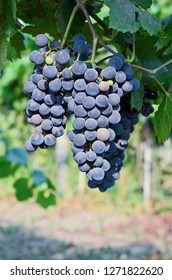 Pinot Noir Grapes