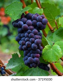 Pinot Noir Grapes