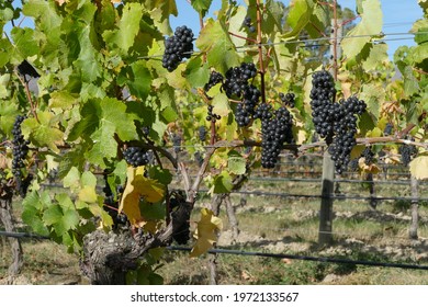 Pinot Noir Grapes Growing In Cenrtal Otago New Zealand