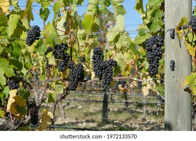 Pinot Noir Grapes Growing In Cenrtal Otago New Zealand