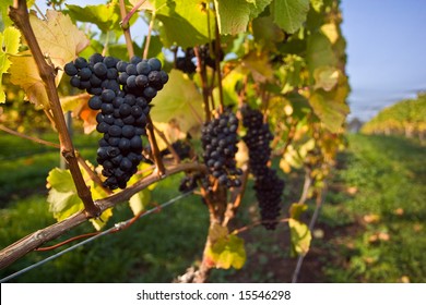 Pinot Noir Grapes On A Vine Waiting To Be Picked