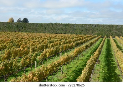 Pinot Noir Grapes Ready To Pick In Canterbury, New Zealand.