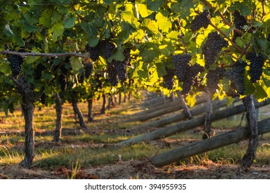 Pinot Noir Grapes In Vineyard 