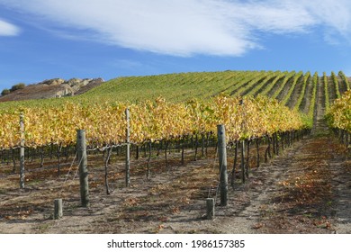 Pinot Noir Grapevines In Central Otago, New Zealand