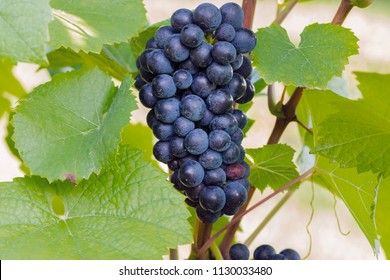 Pinot Noir Or Late Burgundian Blue Grapes On The Green Grape Leaves Background