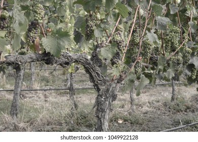 Pinot Noir Vine, Central Otago, New Zealand